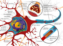 Maybe you would like to learn more about one of these? 7 Cell Raps To Help Memorize The Functions Of Cells Biology Junction