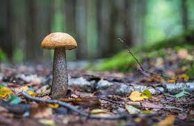 The aim of pilz relays is to keep the risk to man and machine as low as possible. Weniger Essbare Pilze Westfalenspiegel