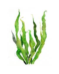 Green Sea Kelp Seaweed Watercolor Painting Print Green Leaves Etsy Watercolor Paintings Ocean Plants Sea Life Wall Art