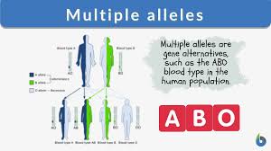 A person that seems like two totally different people on different days might have multiple personalities. Multiple Alleles Definition And Examples Biology Online Dictionary