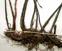 Image result for Asplenium buettneri