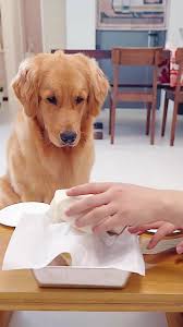 After the dog saw the chicken, the big steamed buns instantly lost their  flavor TrendlifeGrowthStar 😄 #golden #love #food