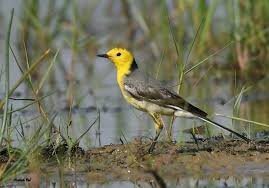 Top 25 Migratory Wild Birds National Geographic Society