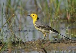 top 25 migratory wild birds national geographic society