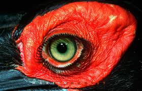 Creepy Bird With Big Eyes Ground Hornbil Ogen Oog Dieren