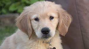 Those that choose to do artificial insemination are rixing the life of your new born pups as well as the future of your pets. Dog Walker Caught On Camera Raiding Family S Fridge Drinking Expensive Bourbon Wqad Com
