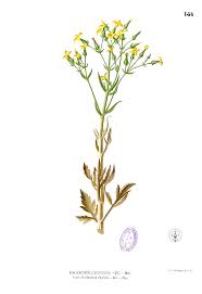 Image result for Kalanchoe hametiorum