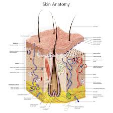 Illustration about detailed and accurate skin anatomy. Labelled Anatomy Cross Section Healthy Skin Medical Artist Com