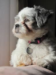 Shih Tzu saves owner from tsunami