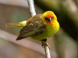 Image result for Fadogia verdickii