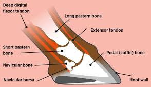 Most of the animals have the same bones, although some are shaped differently and placed in different positions. Web Navicular Hoof Diagram Horse And Rider