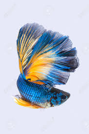 Yellow big ear halfmmon bettas. Blue Yellow Siamese Fighting Fish Betta Fish Isolated On Gray Stock Photo Picture And Royalty Free Image Image 102833583