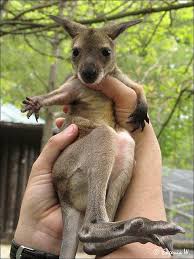 Baby Wallaby High Park Zoo Cute Baby Animals Cute Animals Animals