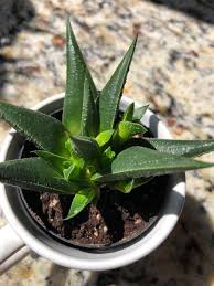 Image result for Habenaria galactantha