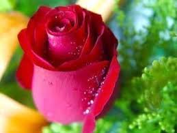 Although rainbow roses are colorful, but its flowers will become withered more quickly than common rose, and it's almost no fragrance. Red Roses Seeds