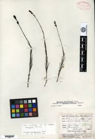 Image result for Buchnera leptostachya