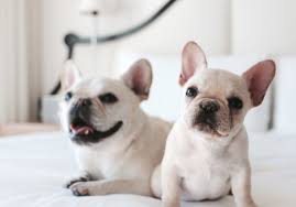 French bulldogs from reputable french bulldog breeders! How To Find The Right French Bulldog Breeder What The Frenchie