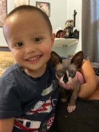 Lost cat in Ozone Park, Queens, New York