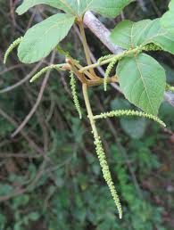 Image result for Allophylus