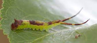 Your tail caterpillar stock images are ready. Forked Tail Caterpillar Furcula Bugguide Net