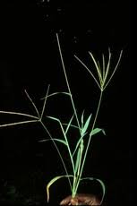 Image result for Tephrosia linearis