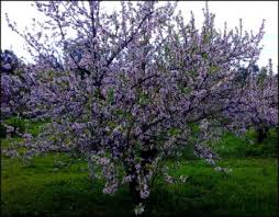 Maybe you would like to learn more about one of these? Get To Know The Best Flowering Trees In Australia Jimsmowing Com Au