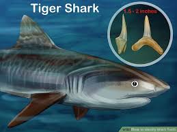 How To Identify Shark Teeth 15 Steps With Pictures Wikihow