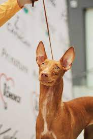 pharaoh hound estrella feerica valencia dezy