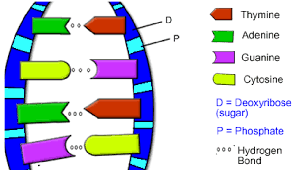 Color A Dna Molecule According To Directions That Describe The Base Pair Rule And How The Backbone In 2020 Reading Vocabulary Rational Expressions Biology Lesson Plans