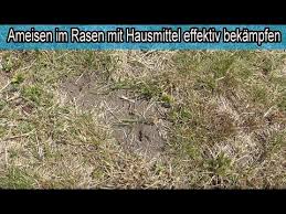 Ameisen Im Rasen Mit Hausmittel Wirksam Bekampfen Ameisen Zerstoren Den Rasen Hilfe Youtube