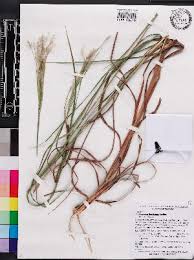 Image result for Andropogon fastigiatus