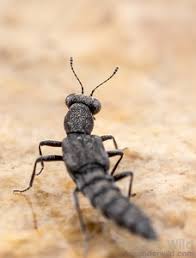 Image result for Stenostelma