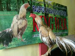 Om Ak47 Si Anti Teknik N Full Cerdik Peternakan Ayam Laga King War Indonesia Facebook