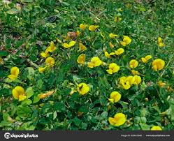 Image result for Smithia