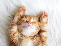 Is it costing you sleep most every night?</p> <p>in this material we'll briefly discuss why cats love to roam during the overnight hours. Do Cats Dream Jollypetslife