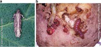 Image result for Otoptera