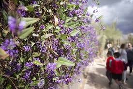 Arizona flowers put on a colorful show all year long. Where To See Arizona Wildflowers In 2021 Hikes And Scenic Drives