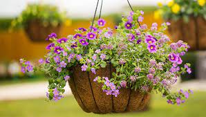 Hanging baskets — wide assortment real reviews warrantyaffordable prices regular special.superior?quality practical hanging rope for flower pot perfect decoration. Easy Hanging Baskets