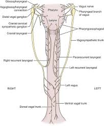 We did not find results for: Esophagus Veterian Key
