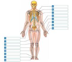 The knee joint is the largest joint in the body and is primarily a hinge joint, although some sliding and rotation occur. Solved Label The Bones Of The Appendicular Skeleton In The Dia Chegg Com