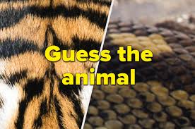 At the end of the article printable animal trivia questions can also help you out with your work related to the animal kingdom. Animal Close Ups Can You Correctly Guess The Animal