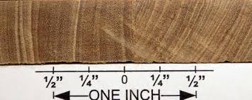 Image result for Brachylaena huillensis