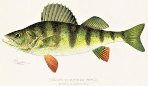 Image result for Yellow 1961 Tappan