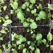 Birdies Raised Garden Beds Review Growing Cauliflower Plants Avoiding Common Problems Family Food Garden Gardening For Beginners Cauliflower Plant Garden Pests
