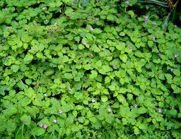 Image result for Impatiens sylvicola