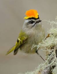Bird With Red Mohawk Mohawk Birds Pretty Birds Colorful Birds