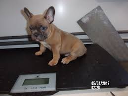 Find 1,074 french bulldogs puppies & dogs for sale in london at the uk's largest independent free classifieds site. French Bulldog Puppies For Sale Dog Breeder 6427695 827575