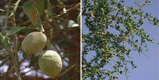 Image result for Balanites pedicellaris