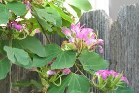 Image result for Bauhinia macrantha