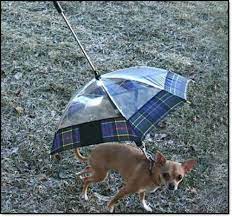 So Cute Dog Umbrella Pets Your Pet